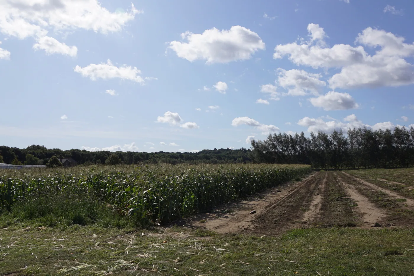 Halloween in Elmbridge 2026: pumpkin picking from £6.50